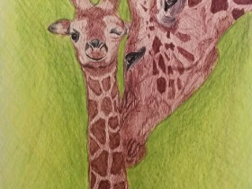 Giraffen für Eileen